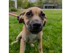 Adopt Hoodie a Mountain Cur