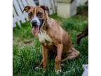 Adopt Moe a Boxer, Mixed Breed