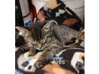 Adopt Ares M. a Domestic Short Hair