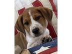 Jackson Beagle Puppy Male