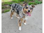 Zoey Australian Shepherd Puppy Female