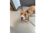 Simba American Pit Bull Terrier Young Male
