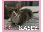 Kasey Domestic Shorthair Adult Female