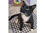 Marvin Domestic Shorthair Adult Male