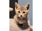 Jimmy (Toppings Litter) Domestic Shorthair Kitten Male
