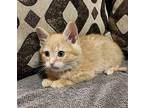 Fred Domestic Mediumhair Kitten Male