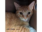 Meow Meow Domestic Shorthair Young Male