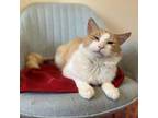 Adopt MacDuff 8676 (FIV+) a Domestic Long Hair