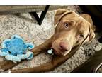 Adopt Conan Ark a Labrador Retriever, American Staffordshire Terrier
