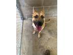 Adopt Mischief a Belgian Shepherd / Malinois, Dutch Shepherd