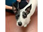 Rue Jack Russell Terrier Young Female