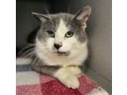 Adopt Ducky a Domestic Short Hair