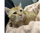 Adopt Cheddar a Domestic Short Hair