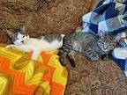 Yoshi Domestic Shorthair Kitten Male