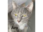 Aro Domestic Shorthair Adult Male