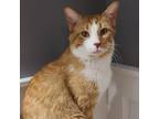 Adopt Dixon a Domestic Short Hair