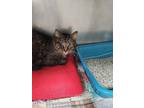 Carlisle Domestic Shorthair Adult Male