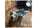 FOZZY Beagle Young Male