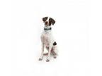 Adopt Dale a Pointer