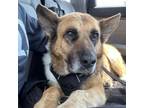 Adopt Pappy a German Shepherd Dog, Cattle Dog