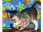 Leandra Domestic Shorthair Adult Female