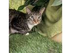 Adopt Sage--Curious and sweet! a Domestic Short Hair