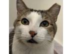 Adopt Reggie - Sweet but shy! Good with gentle kids! a Domestic Short Hair