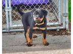 P!nk Rottweiler Puppy Female