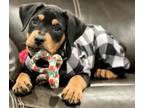 Adopt ROSCO a Rottweiler, Mixed Breed