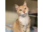 Adopt Rusty a Domestic Medium Hair, Domestic Short Hair