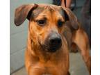 Jake Mountain Cur Adult Male
