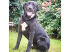 Adopt Oscar a Labrador Retriever