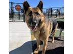 Adopt Captain a German Shepherd Dog