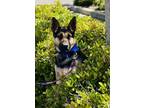 Adopt Milo a German Shepherd Dog