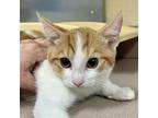 Giovanni Domestic Shorthair Young Male