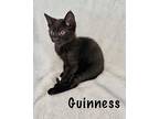 Guinness Domestic Shorthair Kitten Male