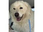 Adopt Bader a Great Pyrenees