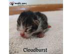 Twister Tails Litter: Cloudburst Domestic Shorthair Kitten Male