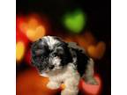 Zuchon Puppy for sale in Dayville, CT, USA