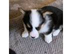 Pembroke Welsh Corgi Puppy for sale in Clovis, NM, USA
