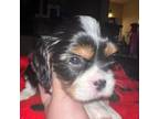 Cavalier King Charles Spaniel Puppy for sale in Deer Park, TX, USA