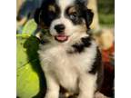 Miniature Australian Shepherd Puppy for sale in Tolar, TX, USA