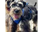 Schnauzer (Miniature) Puppy for sale in Easley, SC, USA