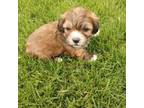 Zuchon Puppy for sale in Woodbury, MN, USA