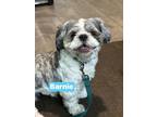 Adopt Barnie a Shih Tzu