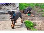 Ke$ha Rottweiler Puppy Female