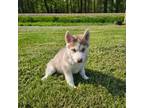 Siberian Husky Puppy for sale in Pittsville, WI, USA