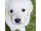 Golden Retriever Puppy for sale in Allendale, MI, USA