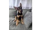 Adopt Beau a German Shepherd Dog