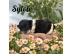 Schnauzer (Miniature) Puppy for sale in Mocksville, NC, USA